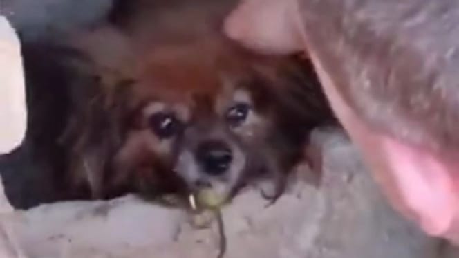 perra-atrapada-tuberia-cantabria