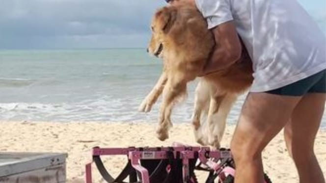 perrita ve silla de ruedas para entrar al mar