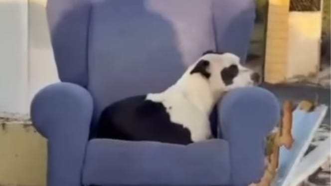 cane-abbandonato-centro-raccolta-siviglia