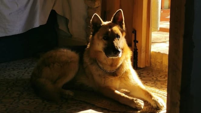 perro-alcalde-huelva-envenenado