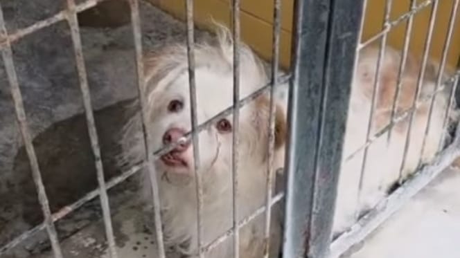 perro-asustado-abandonado-perrera-jerez