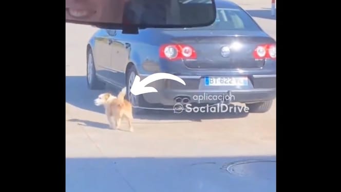 cane legato in auto