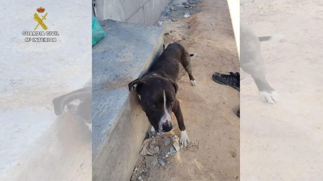 perro-atado-viga-valdepeñas-ciudad-real