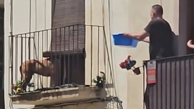 perro-atrapado-balcon-tarragona