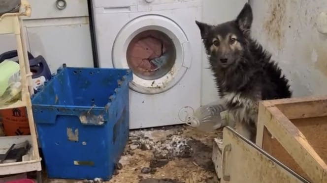 perro-cartagena-entre-excrementos