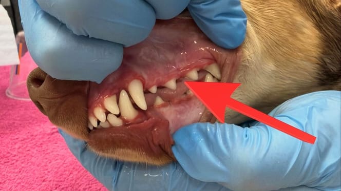 Perro con aparato dental