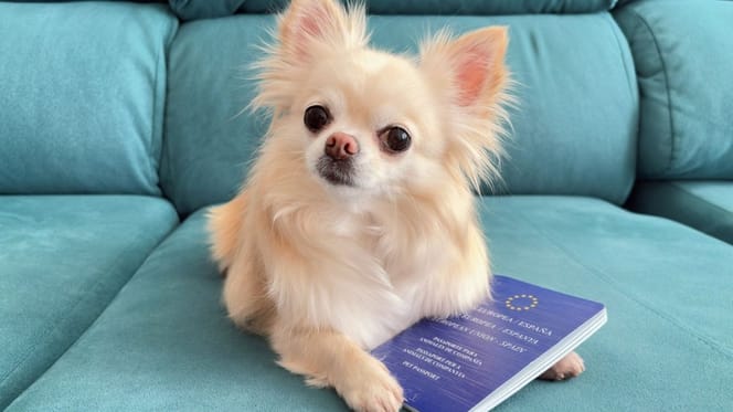 perro-con-pasaporte-ue