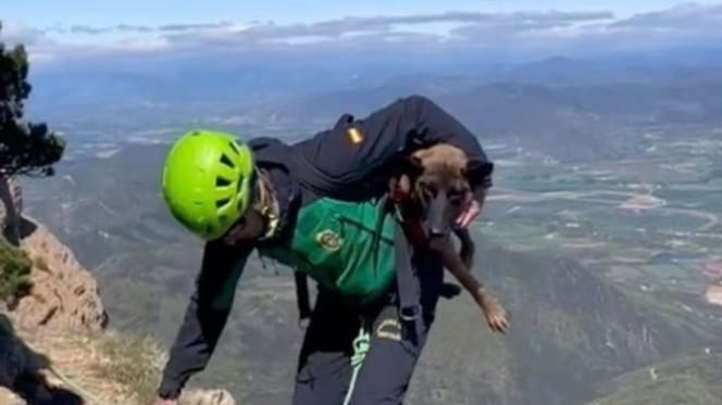 perro-de-montaña-guardia-civil