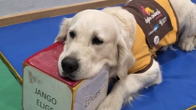 perro-de-terapia-purina-CPEE-infanta-elena-madrid