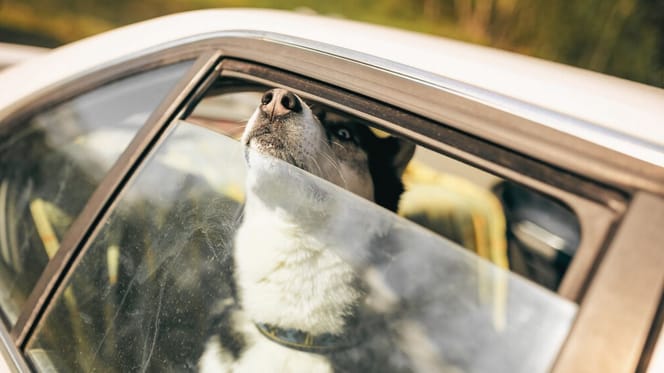 perro-encerrado-coche-santa-cruz-tenerife