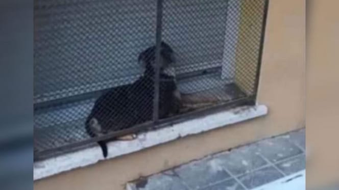 perro-encerrado-ventana