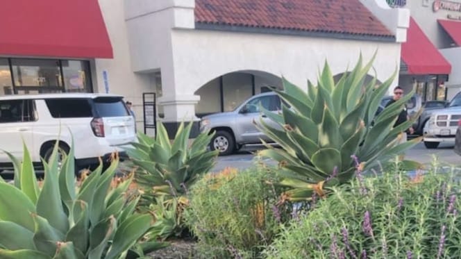 Perro entre los arbustos