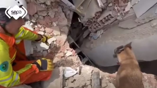perro-español-rescate-terremoto-venezuela