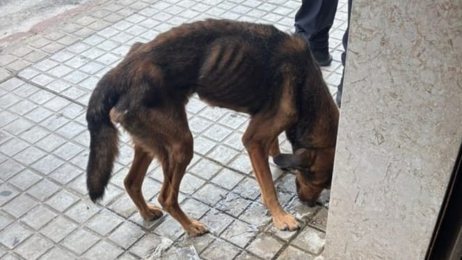 perro-famelico-encerrado-sueca-valencia