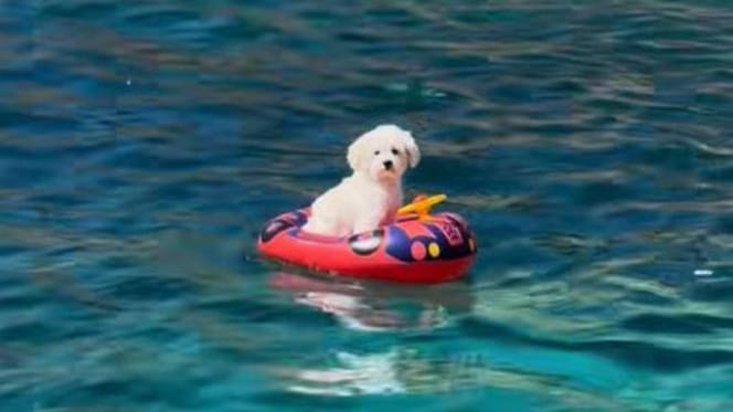 perro-flotador-mallorca