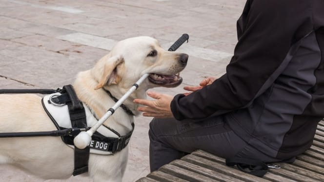 perro-guia-baston-persona-ciega