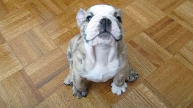 un chien pique une crise de colère parce qu'il ne peut pas monter sur le canapé