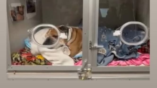 perro-lewis-hamilton-ingresado