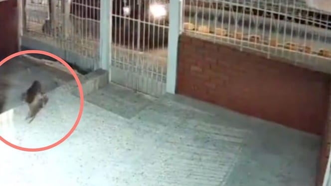 Vermisster Hund kehrt nach Hause zurück Video