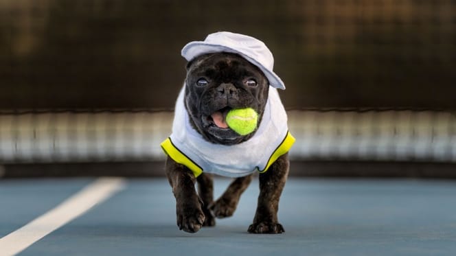 perro-pista-tenis-purina-copa-faulconbridge-valencia-2026