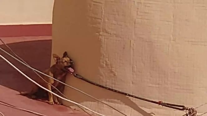 perro-pleno-sol-torrevieja-fallece-agonicamente