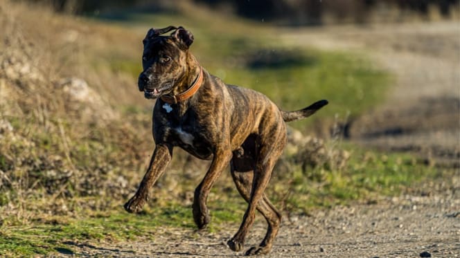 perro-raza-Villano-de-las-Encartaciones