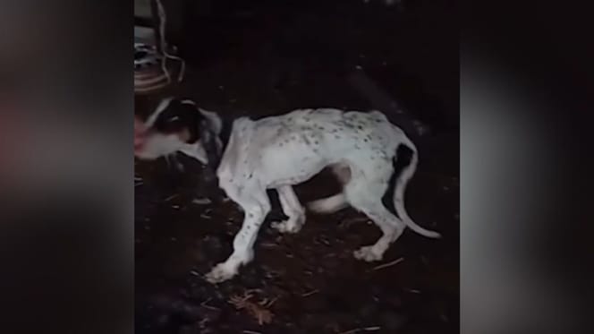 perro-rescatado-en-burgos