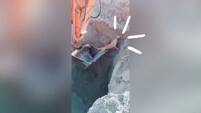 perro-rescatado-excavadora