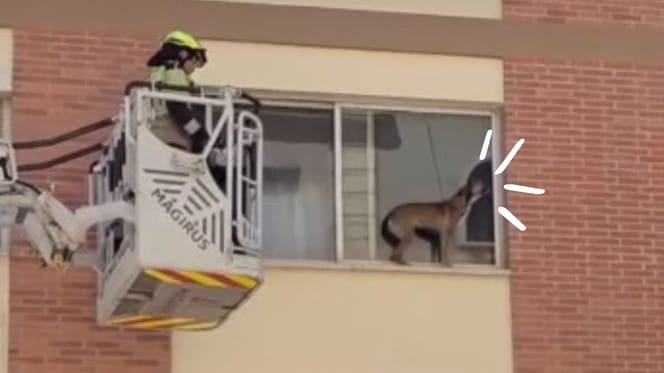 perro-rescatado-ventana-castello