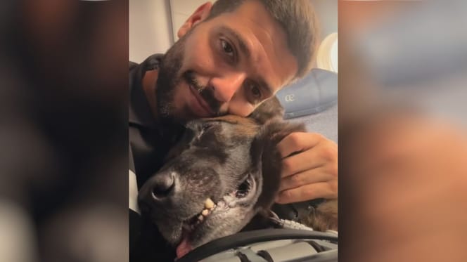 perro-rescate-ume-venezuela