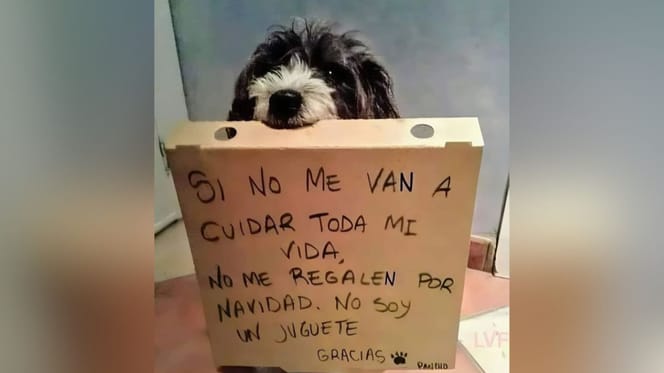perro-sujeta-cartel-no-soy-un-juguete-navidad