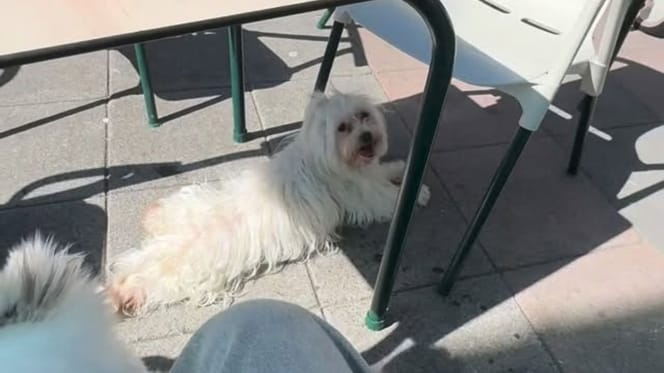 perro-terraza-portugalete