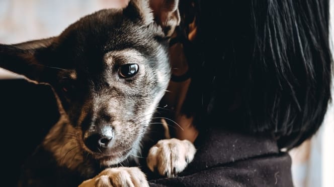 perro-triste-velatorio-badolona