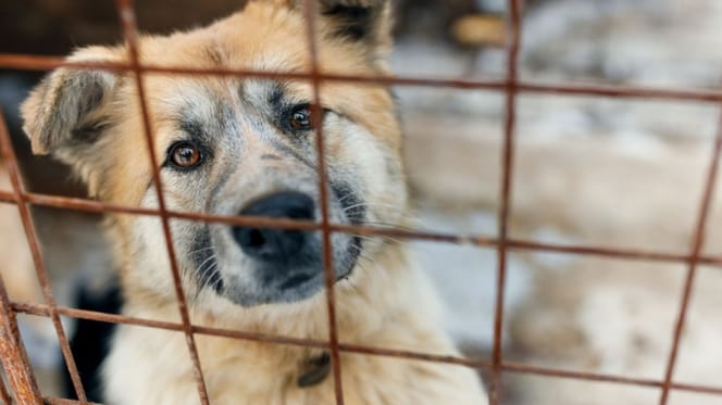 perro-violencia-vicaria