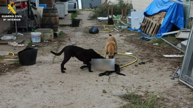 perros-maltratados-perros-finca-albelda-iregua-la-rioja