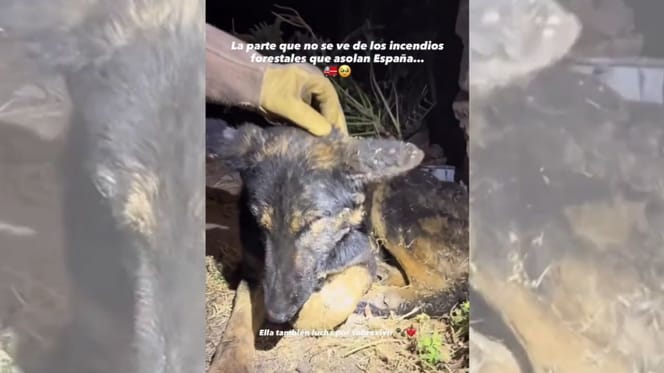 perros-rescatados-incendios-forestales-españa