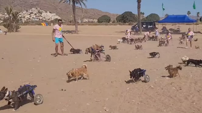 chiens en fauteuil roulant plage