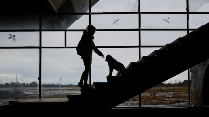 perros-situacion-vulnerable-Premio-BetterWithPets