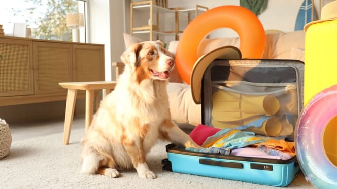 perros-viajar-juntos-mejor-purina