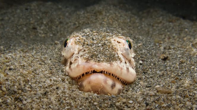 Petermännchen im Sand versteckt