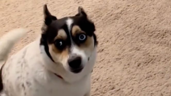 kleiner Hund