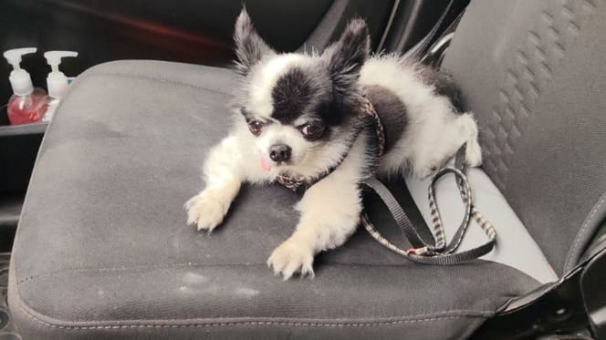 Cagnolino di 11 anni
