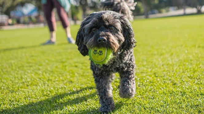 Piccolo cane nero con una pallina in bocca