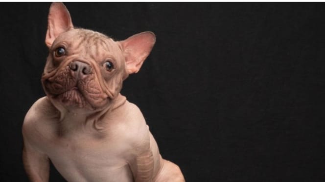 Pétunia, chien Bouledogue français