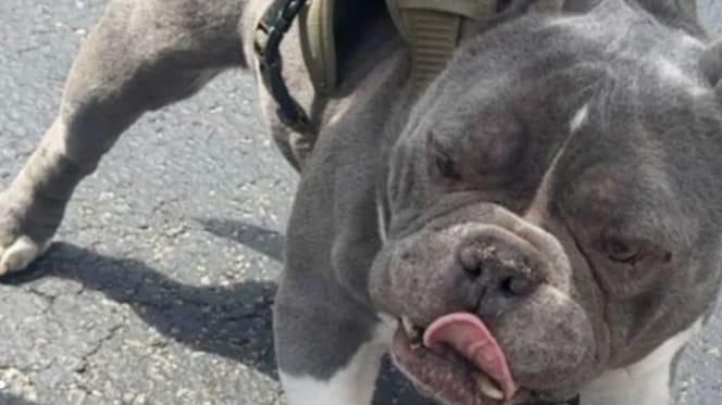 Pezkoi il cane