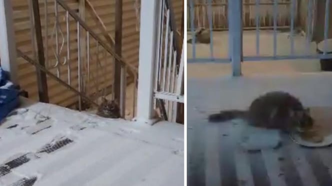 Zdjęcia bezdomnego kota na zewnątrz