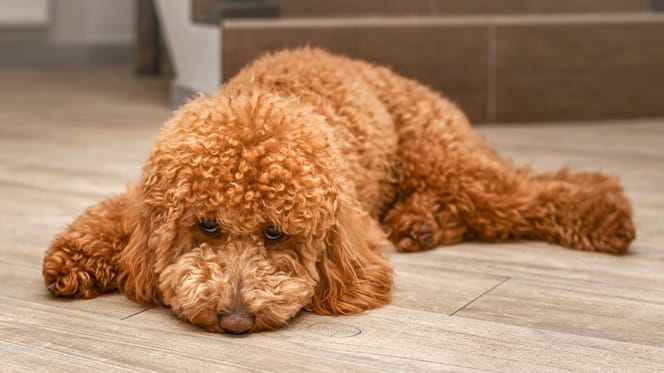Phubbing kann Hunde traurig machen