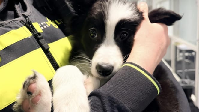 Piepende puppy in Rotterdam van ijskoud balkon gehaald door Politie