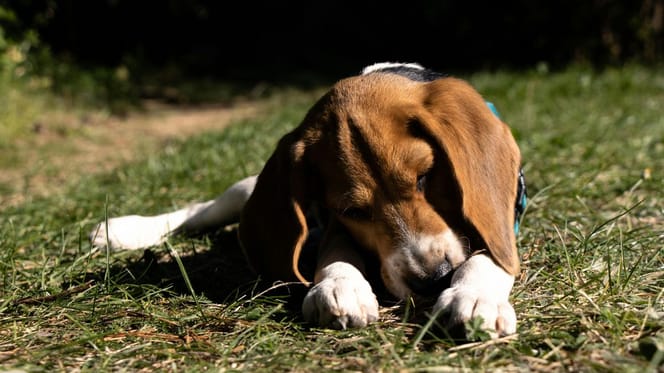 Pies beagle