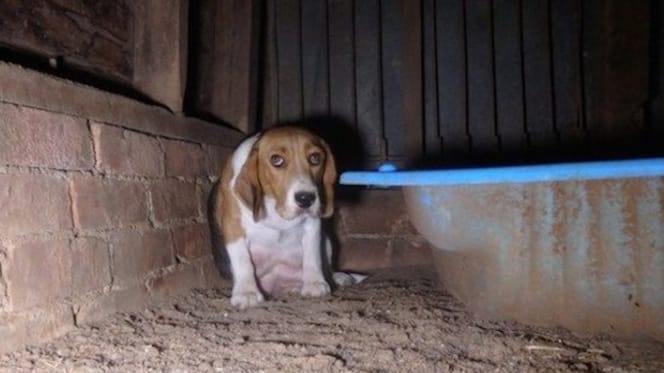Un chien beagle se cache dans une grange
